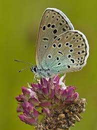 Attēlu rezultāti vaicājumam “Phengaris arion”