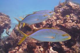 Image result for Caranx bartholomaei