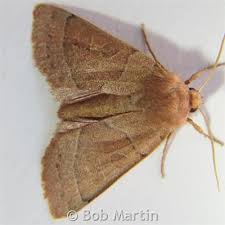 Attēlu rezultāti vaicājumam “Noctuidae”