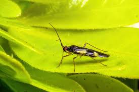 Attēlu rezultāti vaicājumam “Dryophilocoris flavoquadrimaculatus”