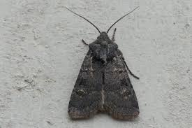 Attēlu rezultāti vaicājumam “Euxoa nigricans”