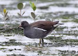 Attēlu rezultāti vaicājumam “Gallinula chloropus adult”