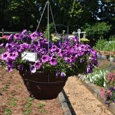 Image result for Petunia hybrida