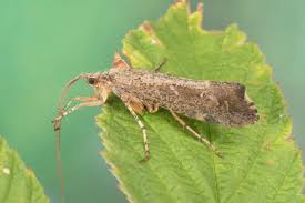 Attēlu rezultāti vaicājumam “Glyphotaelius pellucidus”