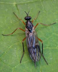 Attēlu rezultāti vaicājumam “Xylophagidae”