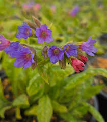 Attēlu rezultāti vaicājumam “Pulmonaria saccharata leaf”