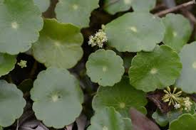 Attēlu rezultāti vaicājumam “Hydrocotyle vulgaris bud”
