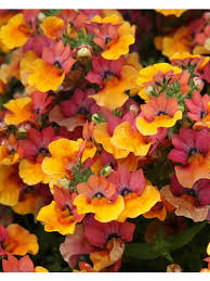 Image result for Elfenspiegel