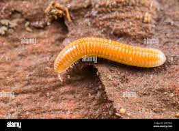 Attēlu rezultāti vaicājumam “Polyzonium germanicum”