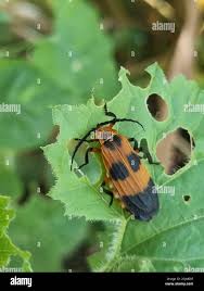 Attēlu rezultāti vaicājumam “Lycidae”