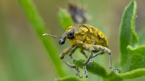 Attēlu rezultāti vaicājumam “Hylastes sp.”