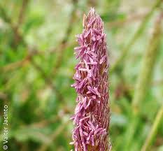 Attēlu rezultāti vaicājumam “Alopecurus pratensis flower”
