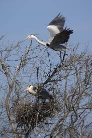 Attēlu rezultāti vaicājumam “Ardea cinerea adult”
