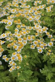 Image result for Tanacetum parthenium 'Tetraweiss'