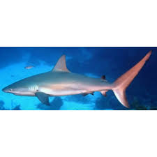 Image result for Carcharhinus perezii