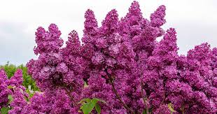 Attēlu rezultāti vaicājumam “Syringa vulgaris fruit”