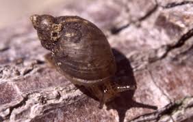 Attēlu rezultāti vaicājumam “Succinea”