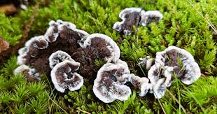 Attēlu rezultāti vaicājumam “Phellodon niger”