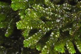 Attēlu rezultāti vaicājumam “Porella platyphylla macro”