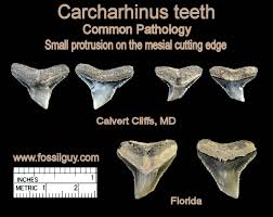 Image result for Carcharhinus