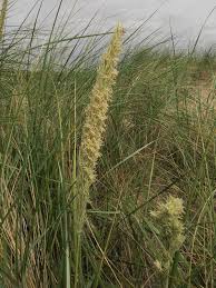 Attēlu rezultāti vaicājumam “Tetanops myopina”