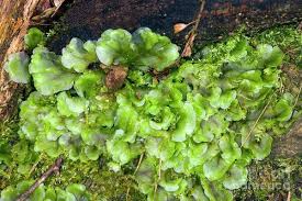 Attēlu rezultāti vaicājumam “Pellia”