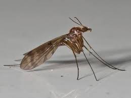 Attēlu rezultāti vaicājumam “Mycetophilidae”