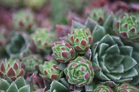 Attēlu rezultāti vaicājumam “Jovibarba globifera fruit”