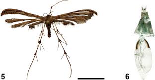 Attēlu rezultāti vaicājumam “Platyptilia sp.”