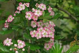 Attēlu rezultāti vaicājumam “Crataegus monogyna”