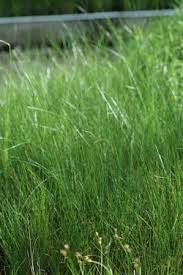 Attēlu rezultāti vaicājumam “Juncus gerardii bud”