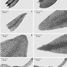 Attēlu rezultāti vaicājumam “Didymodon tophaceus sporophyte”