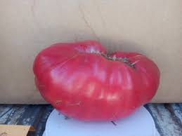 Afbeeldingsresultaat voor crnkovic yugoslavian tomato