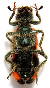 Attēlu rezultāti vaicājumam “Trichodes apiarius”