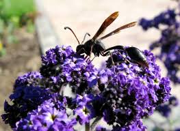 Attēlu rezultāti vaicājumam “Eumenidae”