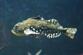 Image result for Myoxocephalus octodecemspinosus