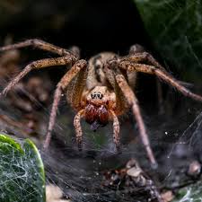 Image result for spider