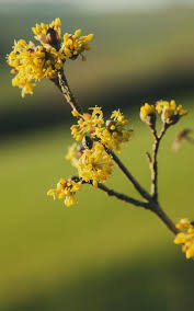 Attēlu rezultāti vaicājumam “Cornus mas flower”