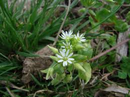 Attēlu rezultāti vaicājumam “Stellaria longifolia”