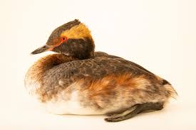 Image result for Podiceps auritus