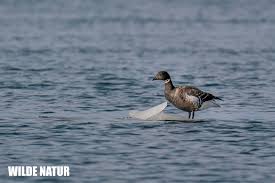 Attēlu rezultāti vaicājumam “Branta bernicla adult”