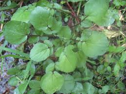 Image result for Rorippa nasturtium-aquaticum