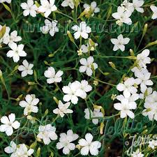 Attēlu rezultāti vaicājumam “Dianthus deltoides bud”