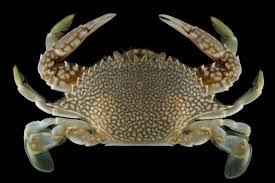 Attēlu rezultāti vaicājumam “Cribraria oregana macro”