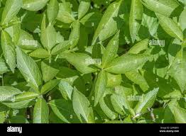 Attēlu rezultāti vaicājumam “Mercurialis perennis leaf”