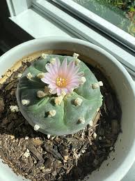 Attēlu rezultāti vaicājumam “Lophozia excisa”