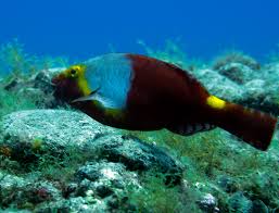 Image result for Sparisoma cretense