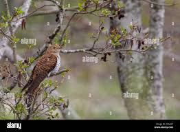 Attēlu rezultāti vaicājumam “Cuculus canorus adult”