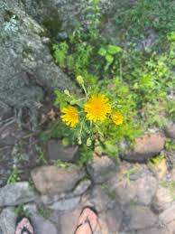 Attēlu rezultāti vaicājumam “Hieracium umbellatum bud”