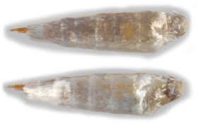 Attēlu rezultāti vaicājumam “Lyonetia prunifoliella”